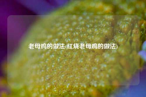 老母鸡的做法(红烧老母鸡的做法)